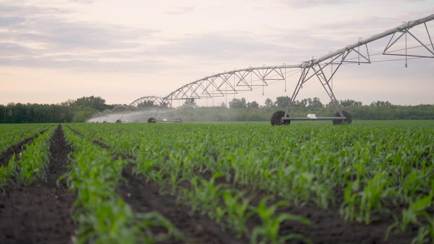 agriculture irrigation. irrigation machinery wheels irrigate green sprouts lifestyle corn field water drops. agriculture irrigation business concept. irrigation tractor corn plantation Royalty-Free Stock Footage #1110357267