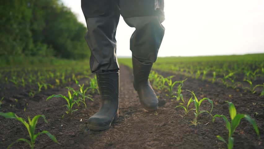 agriculture. man farmer in rubber boots walks along corn sprouts green field. agriculture a business lifestyle concept. farmer worker goes home after harvesting end across field of corn Royalty-Free Stock Footage #1110357303