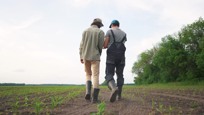 agriculture corn. two farmers walk through the fields of corn green sprouts. agriculture a business concept. two farmers work in field of corn examine lifestyle green sprouts Royalty-Free Stock Footage #1110357305