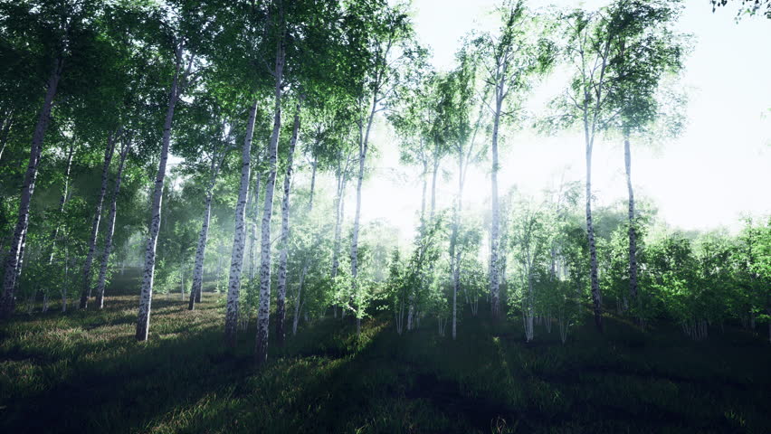 Birches with green leaves sway in the strong wind Royalty-Free Stock Footage #1110369329
