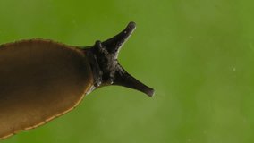 Vertical video of Big Spanash Slug Crawling on Window Glass After Rain, macro. Rain Drops on Window. Ecology, Preservation of Environment. Animal in Wild. Snail Crawling on Glass, Slug on Window
