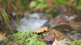 Autumn leaf on a stone covered with moss, close-up, blurred background of a forest stream, 4k real-time footage. Change of seasons idea for screensaver or blog with copy space, stationary camera