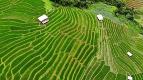 Rice fields on terraced at YenBai Vietnam.Beautiful terraced rice field in harvest season tree and High angle video in the rice field 4K background