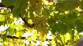 bunch of prosecco white grapes on vine vineyard video with bright sun beam. Close-up of grapes on branches ripened in sun at local farm selling sweet and ripe grapes at market. - Powered by Shutterstock - Get 15% off with code: PIKWIZARD15