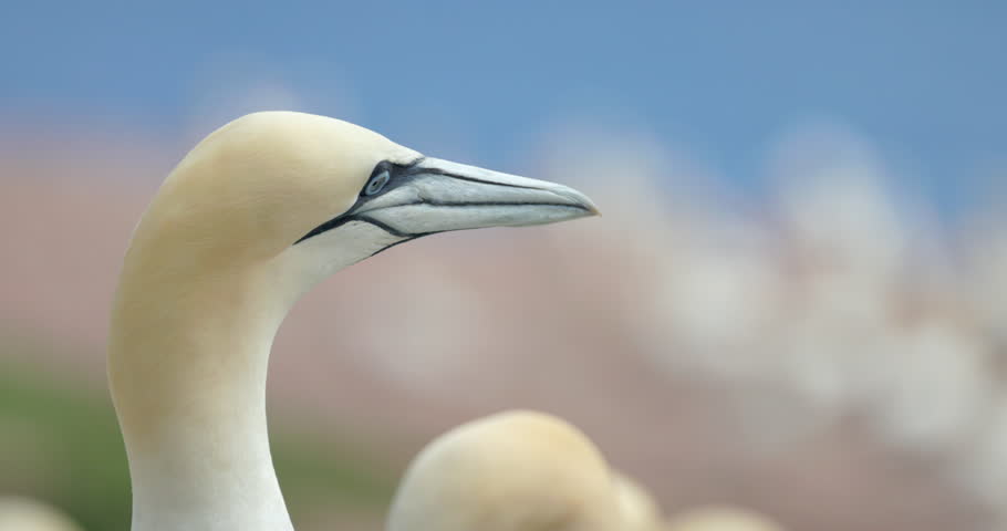 Northern gannet face close up in 4k 60fps slow motion taken at ile Bonaventure in Percé, Québec, Gaspésie, Canada