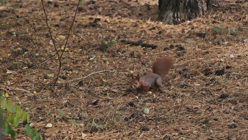 Funny squirrel stands on two legs and looks around in a pine forest, close-up. Portrait cute red squirrel in natural habitat standing on the ground and looks for food. Sciurus vulgaris. Slow motion 4K