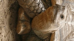 Big turtle head closeup portrait. Vertical video