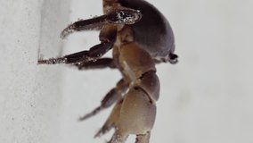 Crab with raised claws walking on white sand beach closeup. Vertical video