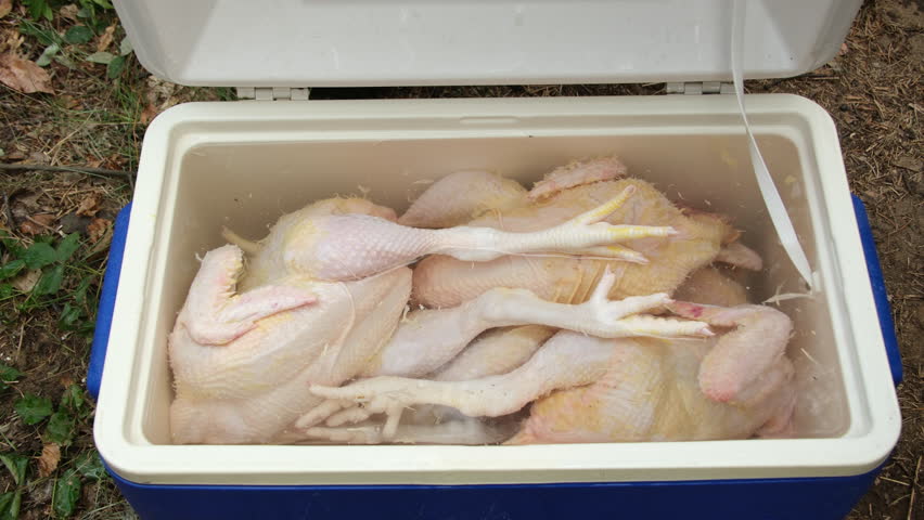 Checking or inspecting while grabbing freshly butchered and plucked broiler or large chicken submerged in cold water in cooler prepared poultry for gutting | Shutterstock HD Video #1110380045