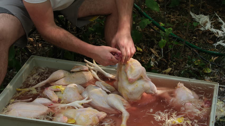Close up while cleaning butchered and plucked chickens from remaining feathers preparing for next processing step. | Shutterstock HD Video #1110380087