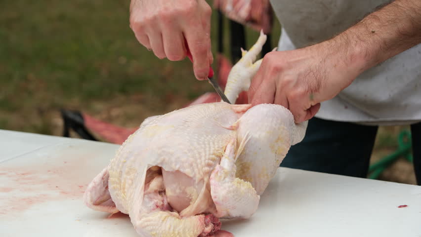 Close up while making cuts in freshly butchered and plucked chicken preparing to remove internals or guts. | Shutterstock HD Video #1110380753