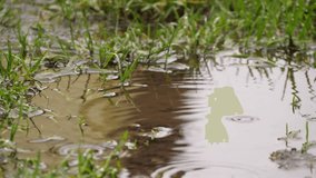 raindrops fall into a puddle in the grass - Powered by Shutterstock - Get 15% off with code: PIKWIZARD15