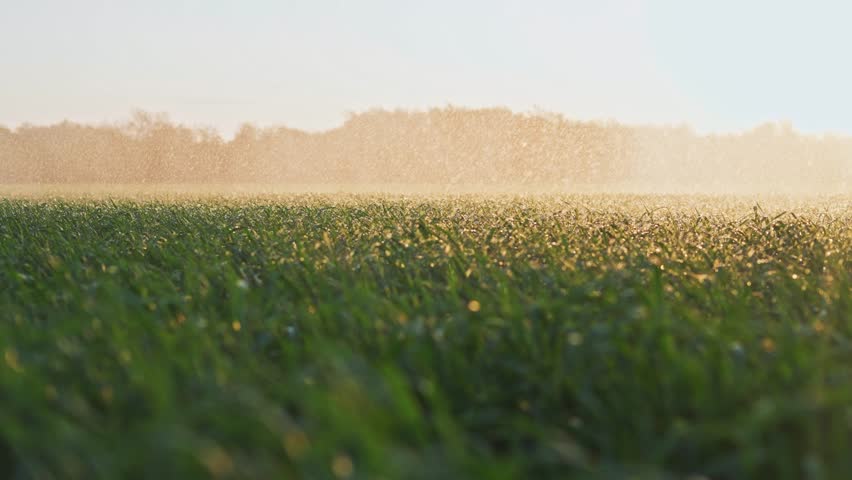 agriculture irrigation. green field wheat irrigation water drops. agriculture business concept. field crop farm green field sprinkled with water sunset. irrigation plantation sprouts green wheat Royalty-Free Stock Footage #1110385557