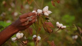 Footage of a Pakistani boy's hand picking white cotton flower. Raw Organic Cotton Growing at Cotton Farm. Gossypium herbaceum close up with fresh seed pods. White boll hanging on plant. Picking cotton