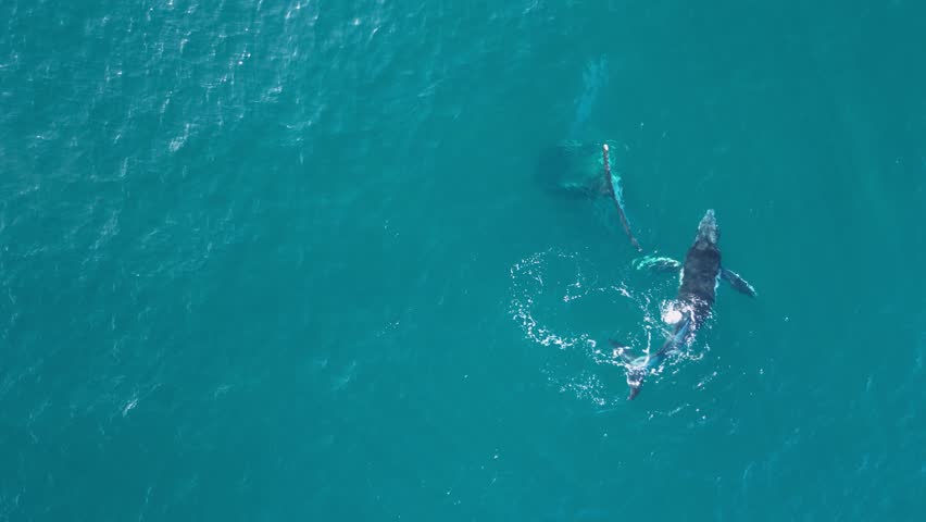 Newly born baby Humpback Whale calf swims down to its mother to feed while underwater. Close-up drone view