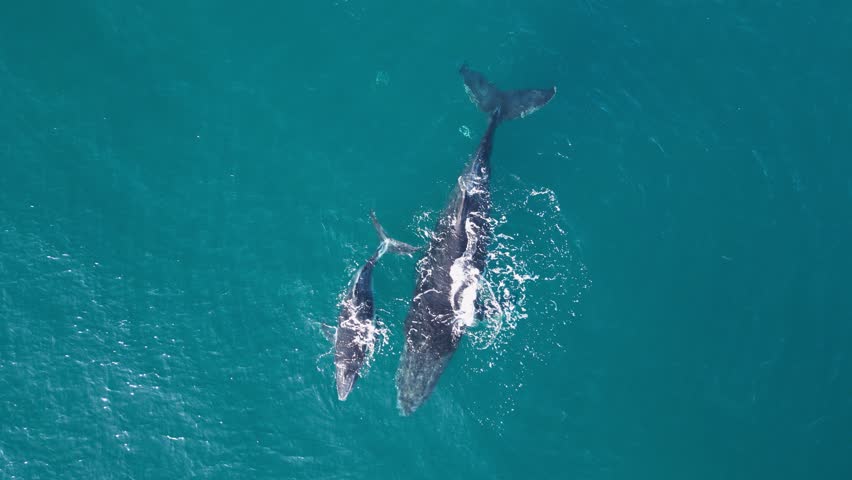 Newly born baby Humpback Whale calf playfully swims under its mother while floating on the blue ocean waters . Close-up drone view