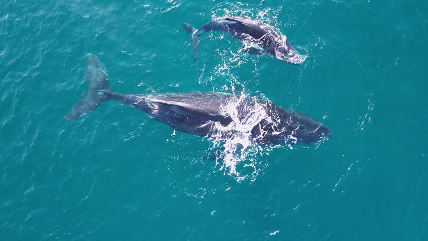 Newly born baby Humpback Whale calf rest next to its mother in the blue ocean water. Close-up drone view