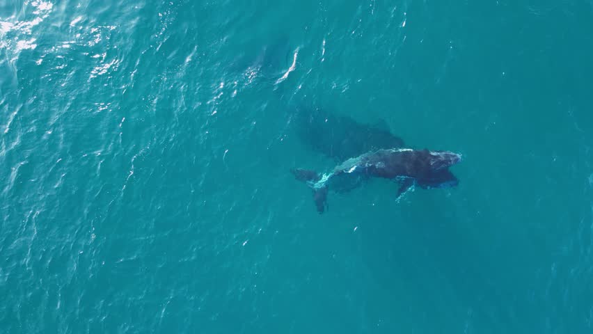 A mother Humpback Whale helps its newly born baby whale calf to the surface to breath its first breath of air. Close-up drone view