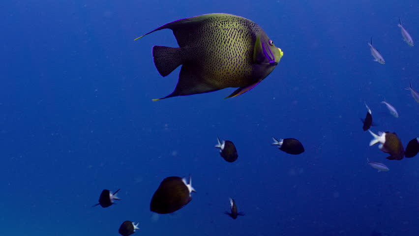 A close-up view of a Semicircle Angelfish in the deep blue ocean waters surrounding Lady Elliot Island, Coral Sea | Shutterstock HD Video #1110389193