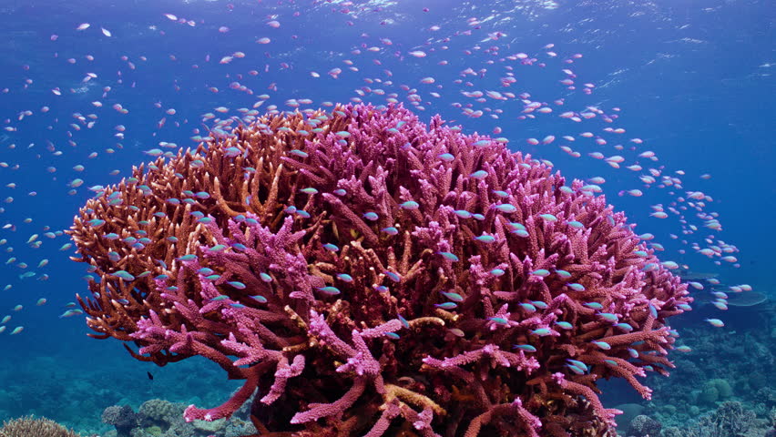 The top of a majestic deep purple Staghorn Coral formation. Schools of small tropical reef fish gracefully swim above, Great Barrier Reef Royalty-Free Stock Footage #1110389219