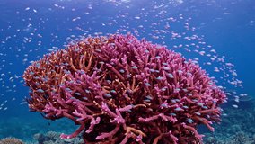 The top of a majestic deep purple Staghorn Coral formation. Schools of small tropical reef fish gracefully swim above, Great Barrier Reef - Powered by Shutterstock - Get 15% off with code: PIKWIZARD15