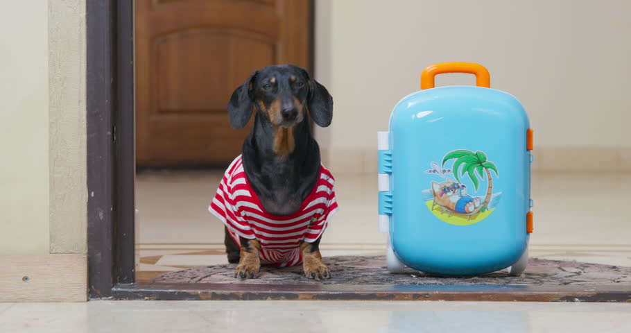 Dog in striped clothes stands at entrance to apartment with suitcase and door defiantly slams in front of him. Eviction from home Divorce, quarrel, separation, selfish partner goes on vacation alone Royalty-Free Stock Footage #1110389925