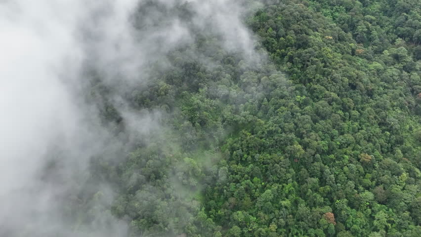 Mist on tropical rainforest mountain, Tropical forests can increase humidity in air and absorb carbon dioxide from the atmosphere through photosynthesis, and store carbon in tree trunks, branches. Royalty-Free Stock Footage #1110392417