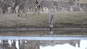 Zebras in the waterhole, Serengeti landscape