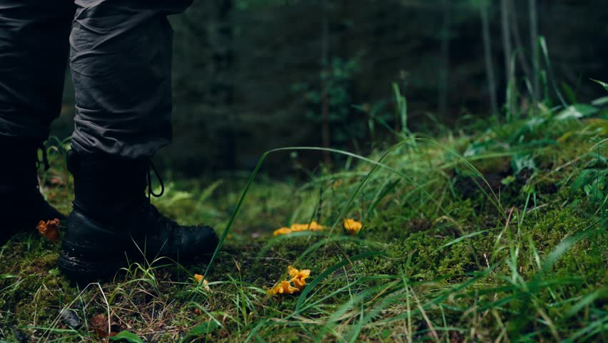 A Man Gathering Chantarell in Indre Fosen, Norway - Static Shot