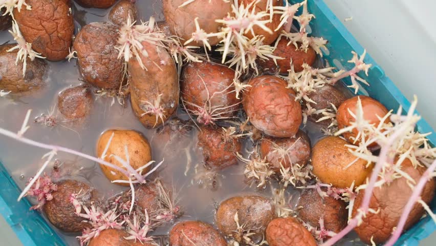 Seed potatoes are soaked in preparatory liquid, pre-planting preparation. Treating potatoes against pests and diseases Royalty-Free Stock Footage #1110397029