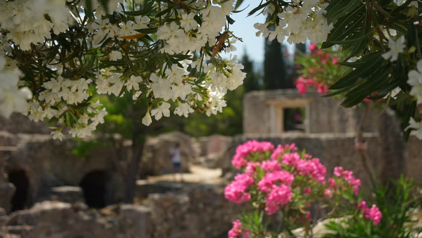 Ancient Agora and flowering trees, Kos Town, Kos, Dodecanese, Greek Islands, Greece, Europe