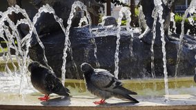 Animal Bird Pigeons near the Fountain
