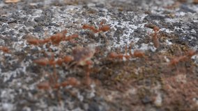 a group of weaver ants walking on rocks looking for food