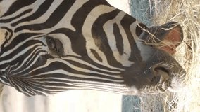 A zebra eats dry grass, close-up. African savanna, South Africa. Vertical video