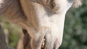Portrait of a beautiful camel eating and looking at the camera. Vertical video.