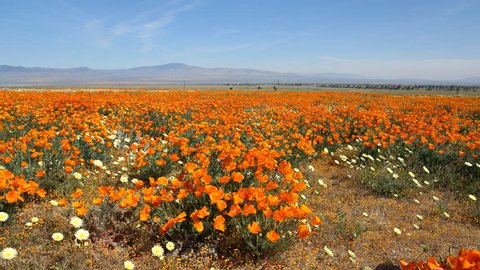 Motion controlled time lapse with dolly right & pan left motion of carpet of wild California Poppy in Antelope Valley California Poppy Reserve, Lancaster, California