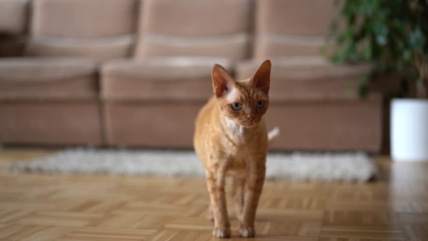 Red cat Devon Rex in the apartment  Royalty-Free Stock Footage #1110413311