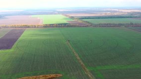 autumn green fields, winter wheat in the fields of Ukraine, video from drone, 4k