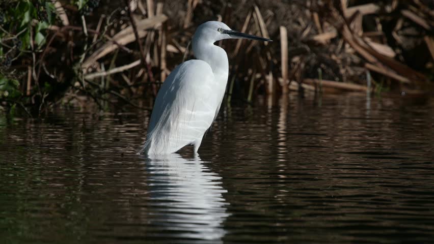 Little Egret (Egretta garzetta) in a stream. Kent, UK.