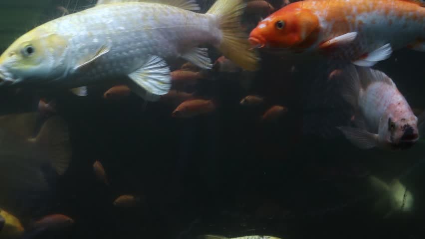 Fish in the aquarium, close up. An adult carp in a commercial fish tank. Department of seafood in the mall. Life under water. The fish looks into the camera and speaks.
Tilapia, Koi Calf and many othe Royalty-Free Stock Footage #1110420447