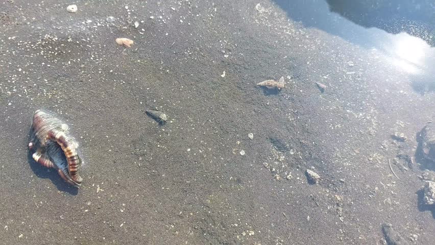 Hermit crabs or Kelomang, or some translate them as ketam pertapa or kepiting pertapa, are decapod crustaceans from the superfamily Paguroidea