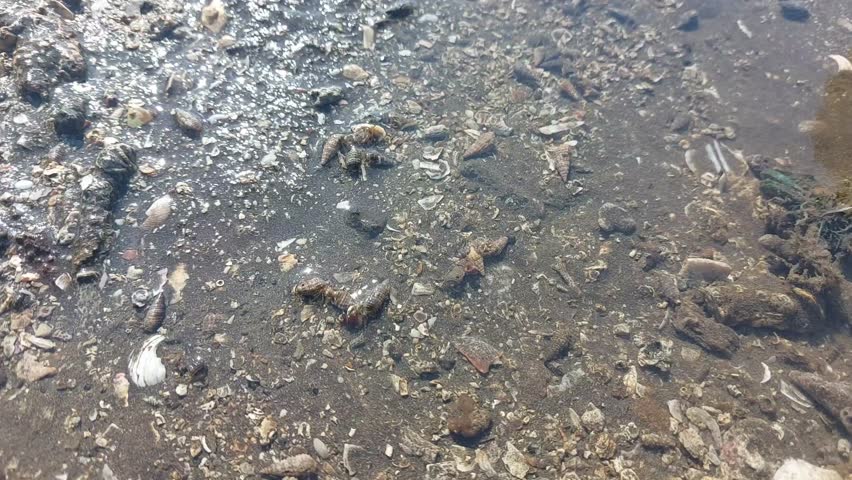 Hermit crabs or Kelomang, or some translate them as ketam pertapa or kepiting pertapa, are decapod crustaceans from the superfamily Paguroidea