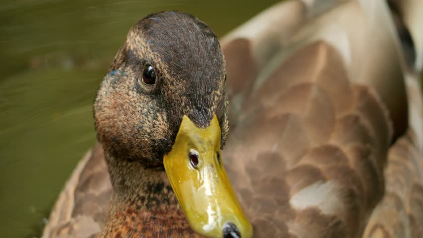 Duck close up. Bird in water close up. Duck on the pond.
