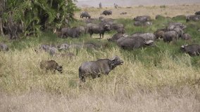herd of Cape buffalos near by the waterhole