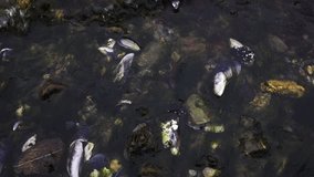 Sea life. Slow motion Close up shot of mussels under the soft sea waves in the rocky shore. - Powered by Shutterstock - Get 15% off with code: PIKWIZARD15