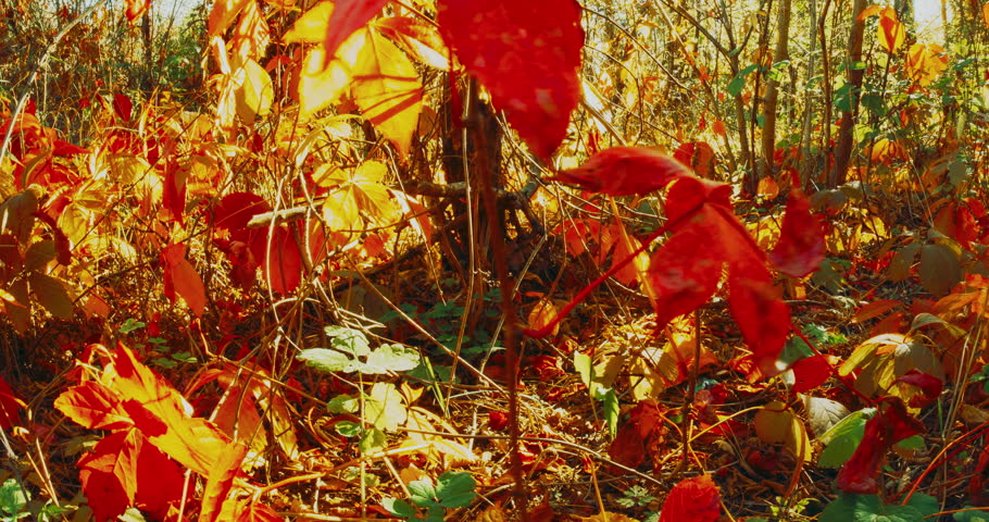 Trees Foliage Leaves Turn Yellow Orange Autumn. Summer Autumn Forest Transition. Time Lapse Season Change Concept. From Summer Green To Autumn Red Orange. Time-lapse Fall Coming. Autumn Mood Timelapse