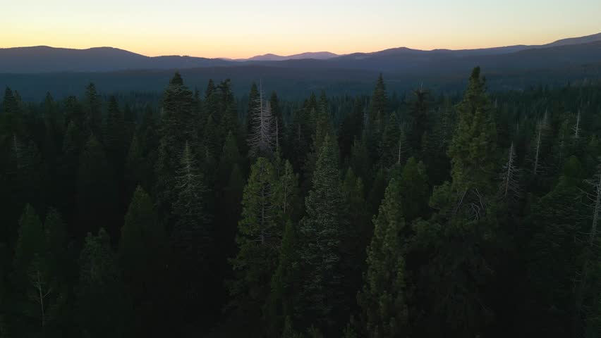 Drone flight in cinematic mode above pine forest | Shutterstock HD Video #1110432317