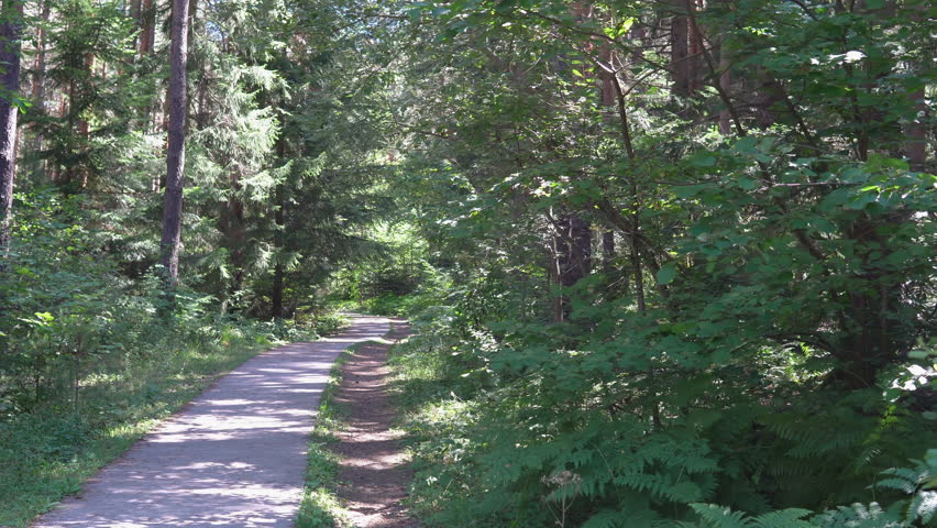 Jogging, running path in the green forest, training and exercising outdoors in nature. Sport, cardio, workout concept