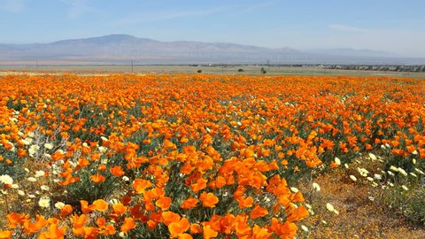 Motion controlled time lapse with dolly right & pan left motion of carpet of wild California Poppy in Antelope Valley California Poppy Reserve, Lancaster, California -Long Shot 2-