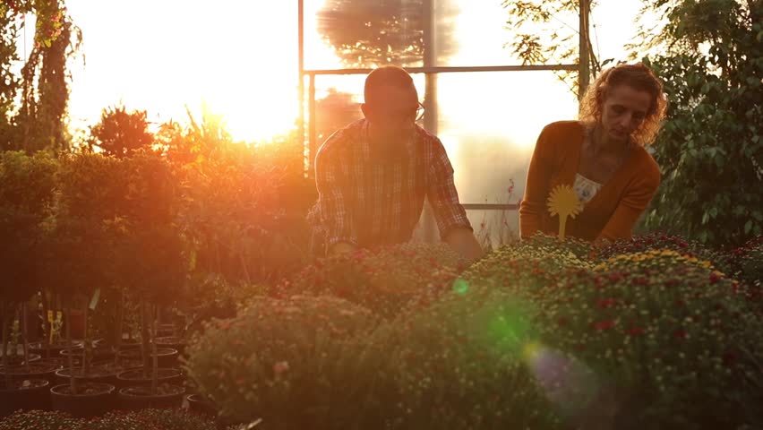 Man and woman working in a flower nursery greenhouse, taking care of plants and preparing it for selling. Royalty-Free Stock Footage #1110445529